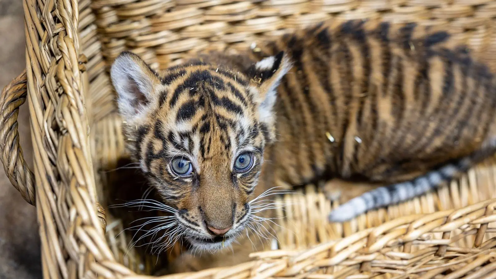 Das kleine Mädchen ist zwei Monate alt. (Foto: -/Tierpark Berlin/dpa)