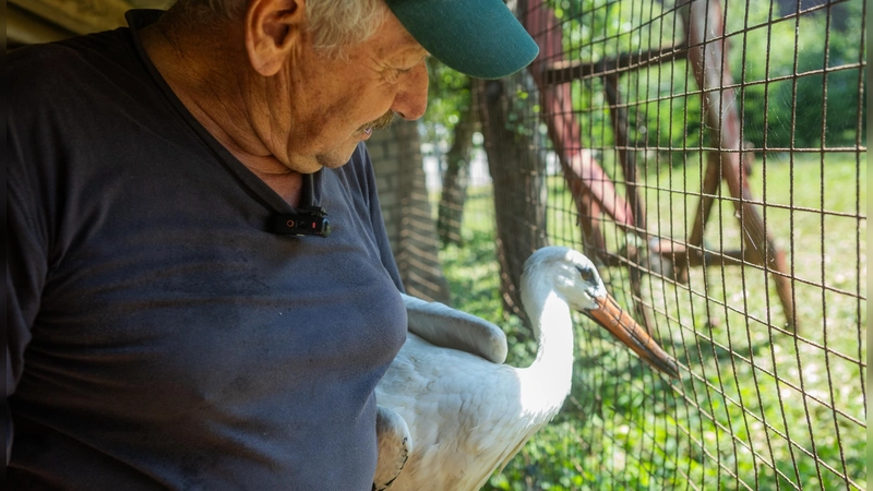 Storchenvater Gerhard Bärthlein mit einem der beiden Störche. Die durchnässten Tiere hat er nach dem schweren Unwetter bei sich aufgenommen. (Foto: Evi Lemberger)