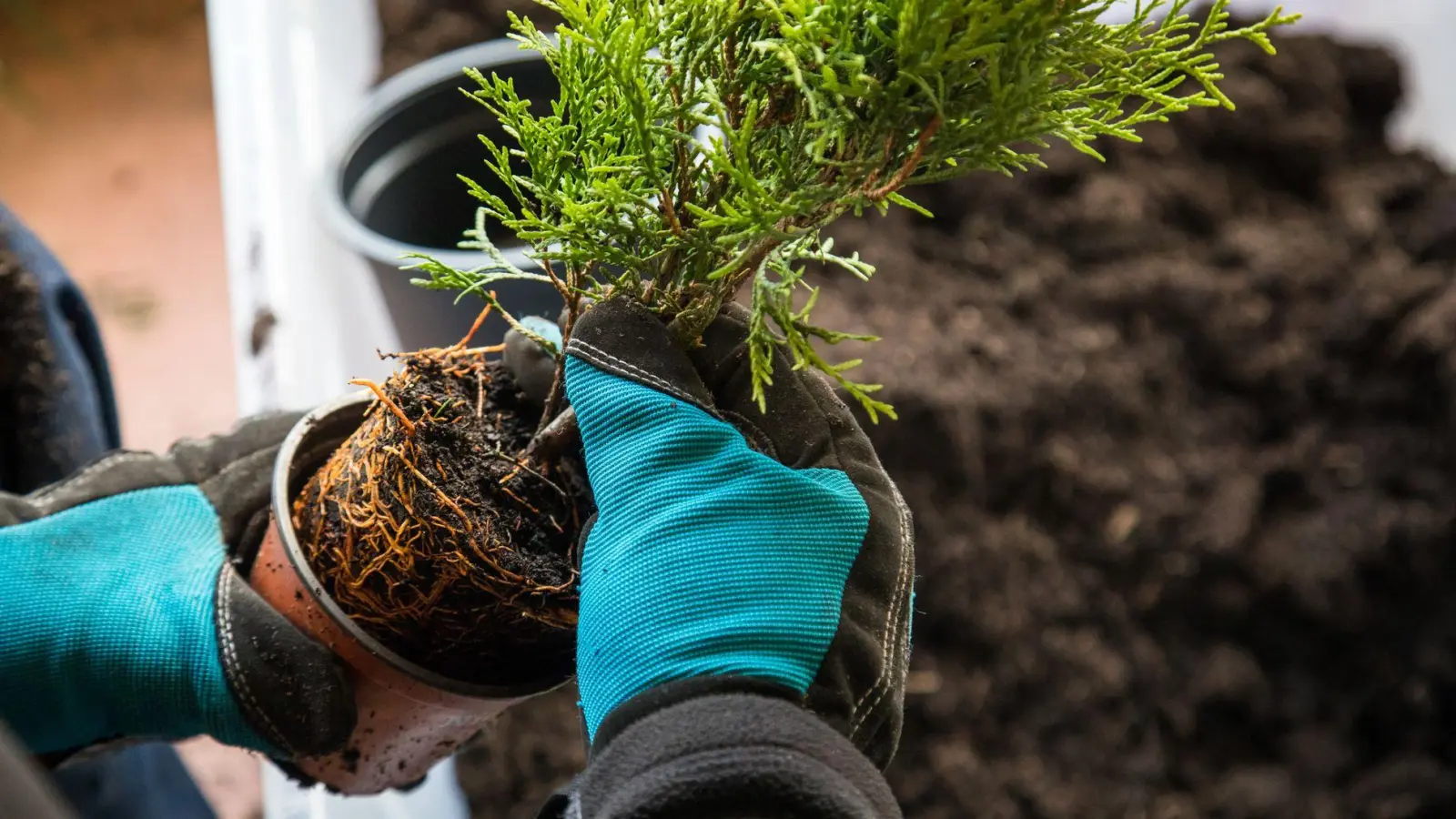 Der Herbst ist die ideale Jahreszeit, um Nadelgehölze zu pflanzen. (Foto: Christin Klose/dpa-tmn)