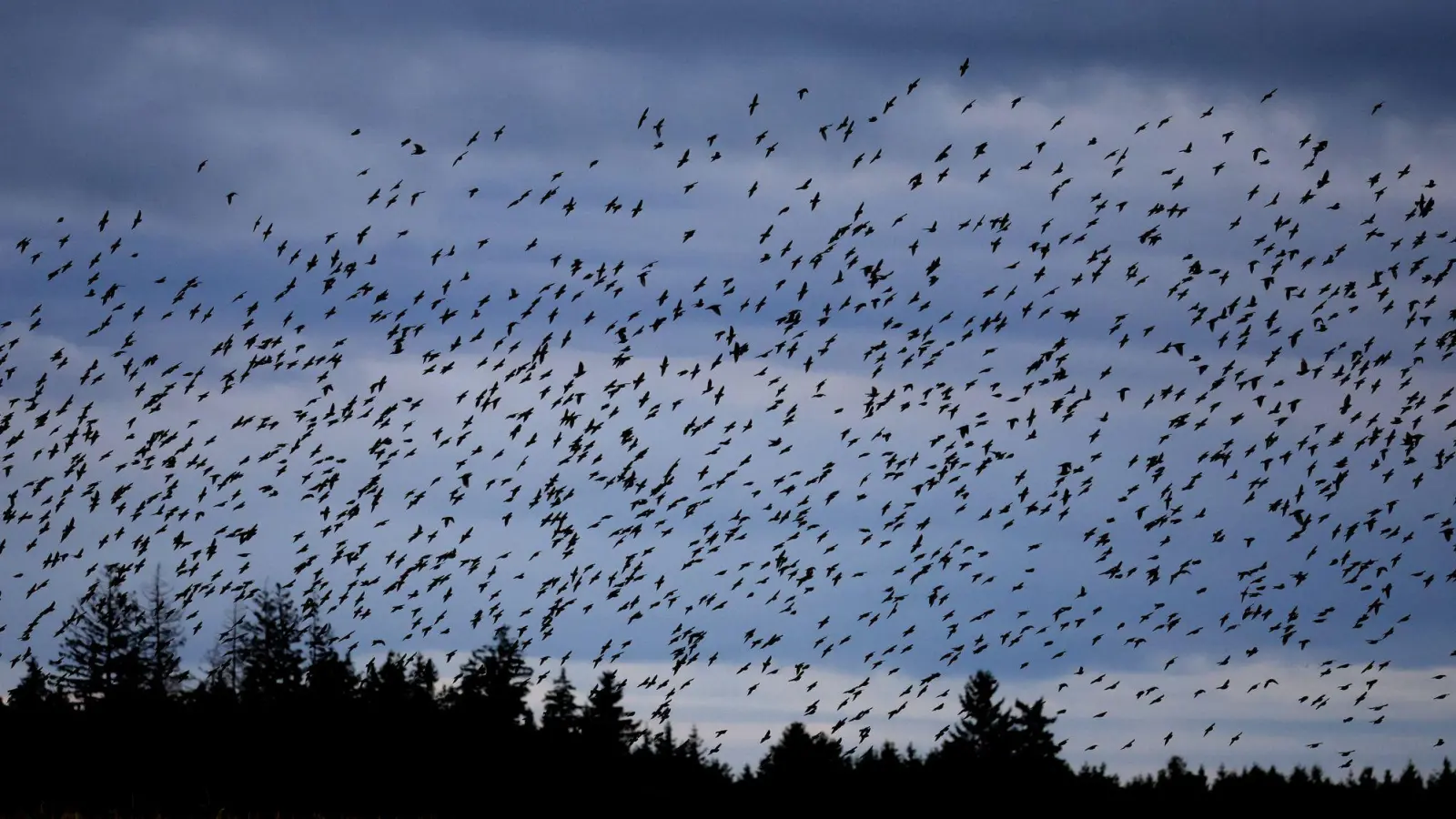 Die Stare sind bereits aus dem Süden zurück und lassen sich in geselligen Trupps blicken. (Archivbild) (Foto: Karl-Josef Hildenbrand/dpa)