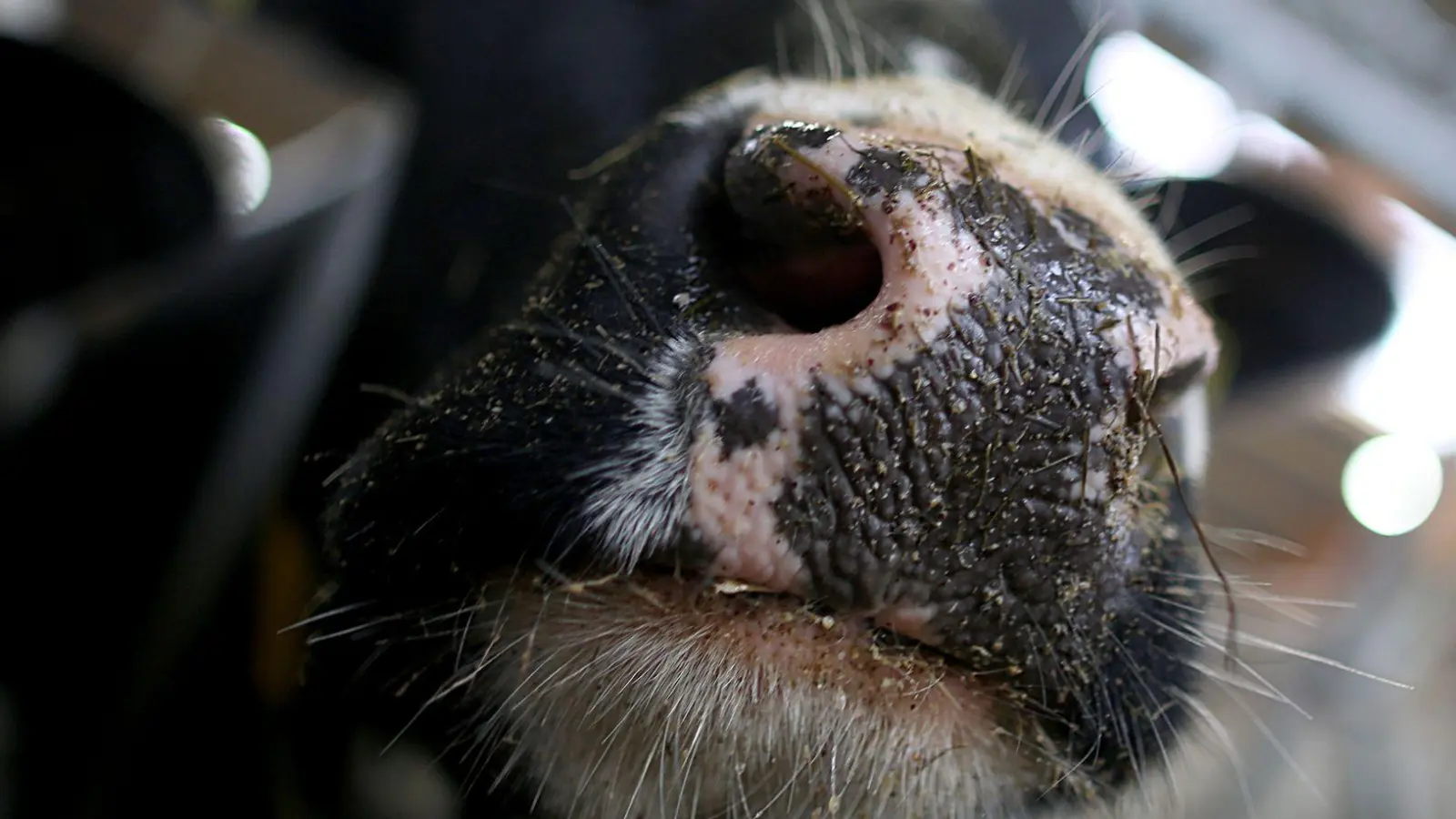 Die Bäuerin wird licht verletzt in eine Klinik gebracht. (Symbolbild) (Foto: Oliver Berg/dpa)