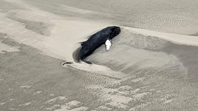 Experten des Nationalparks gehen anhand der Luftaufnahme davon aus, dass es sich bei dem Tier um einen toten Buckelwal handelt. (Foto: -/Citynewstv/dpa)