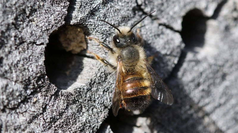 Die Röhren müssen glatt sein, damit die zarten Flügel der Wildbienen nicht verletzt werden. (Foto: Michael Tetzlaff)