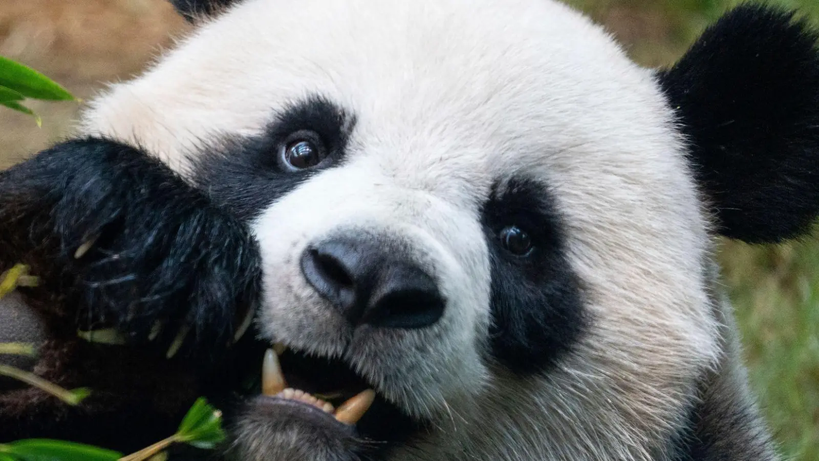 Riesenpandas locken in Zoos viele Besucher an, auch weil sie als besonders niedlich gelten. (Archivbild) (Foto: Chan Long Hei/AP/dpa)