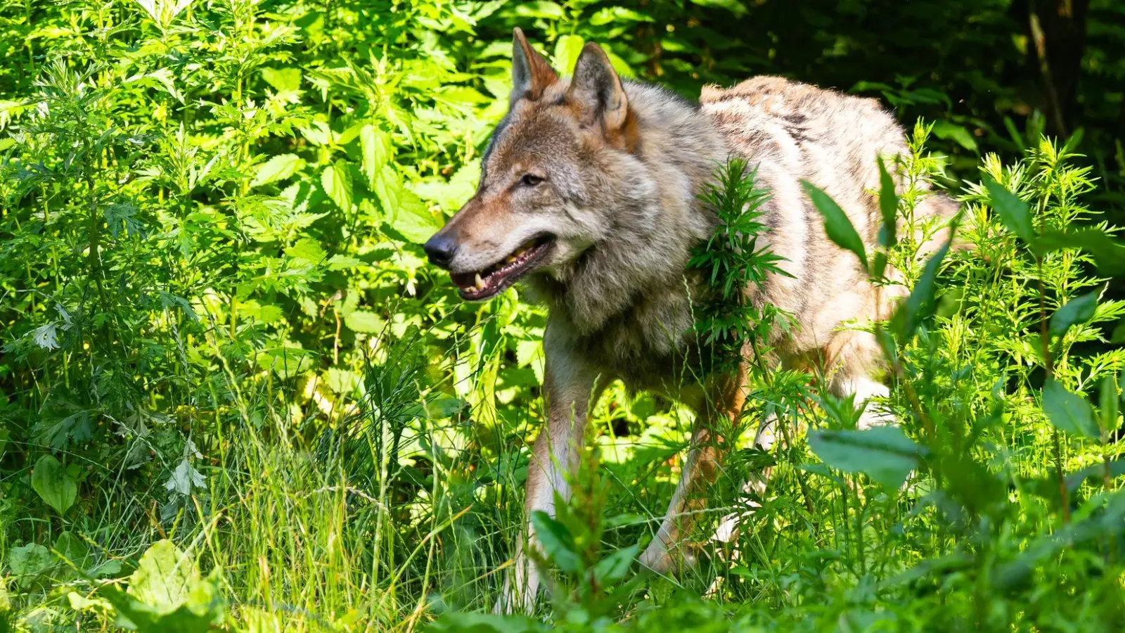 Bayerns Wolfsverordnung ist seit ihrer Geburtsstunde ein Dauerstreitthema - nun landet sie schon wieder vor Gericht. (Illustration) (Foto: Philipp Schulze/dpa)