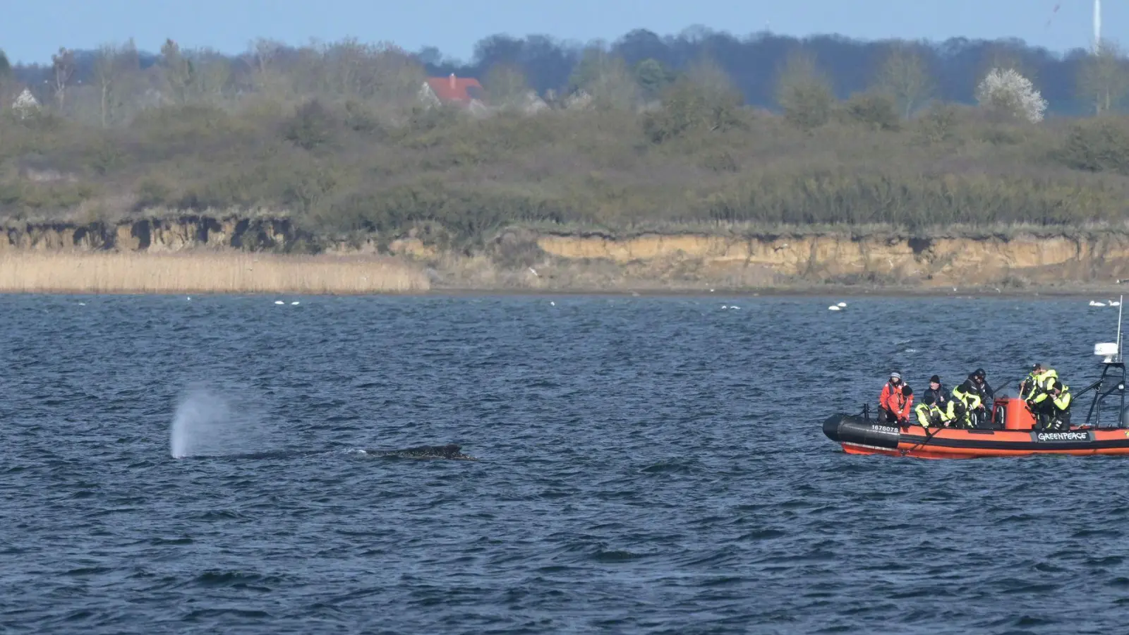 Am Dienstag wurde die Rettungsaktion am frühen Abend vorerst beendet, um dem Wal Ruhe zu gönnen. (Archivbild) (Foto: Stefan Sauer/dpa)