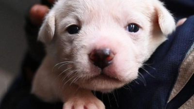 Die Polizisten fanden die Hundewelpen auf dem Beifahrersitz. (Symbolbild) (Foto: Johannes Neudecker/dpa)