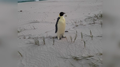 Einsam und etwas überrascht fand sich der Kaiserpinguin plötzlich in Australien wieder. (Foto: Uncredited/DBCA/dpa)