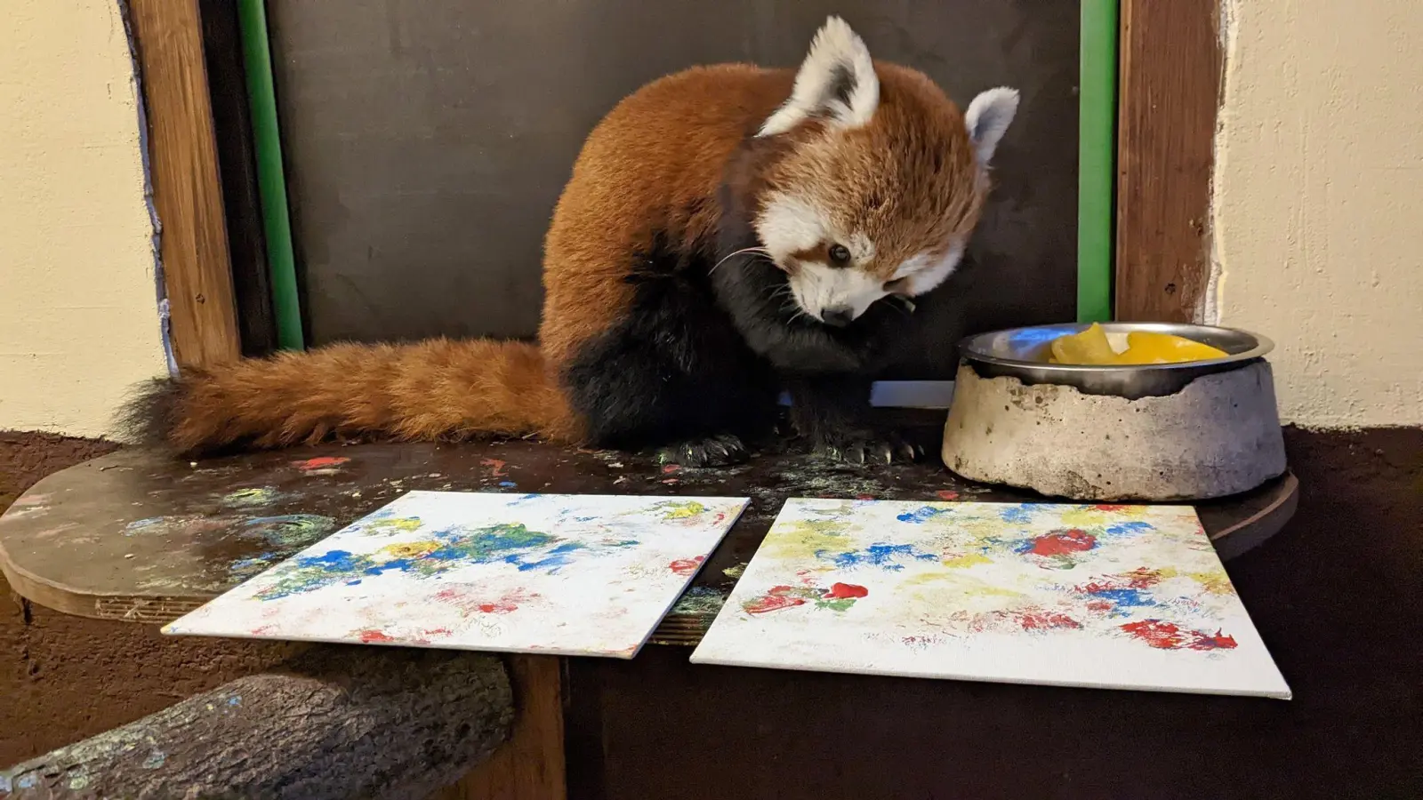 Mit Fingerfarbe an ihren Pfoten malt Panda-Bärin Kamala kleine Kunstwerke. (Foto: Tiergarten Kleve/dpa)