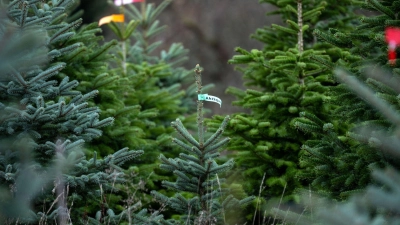 In Bayern wachsen die meisten Christbäume in eigens angelegten Kulturen. (Symbolbild) (Foto: Pia Bayer/dpa)