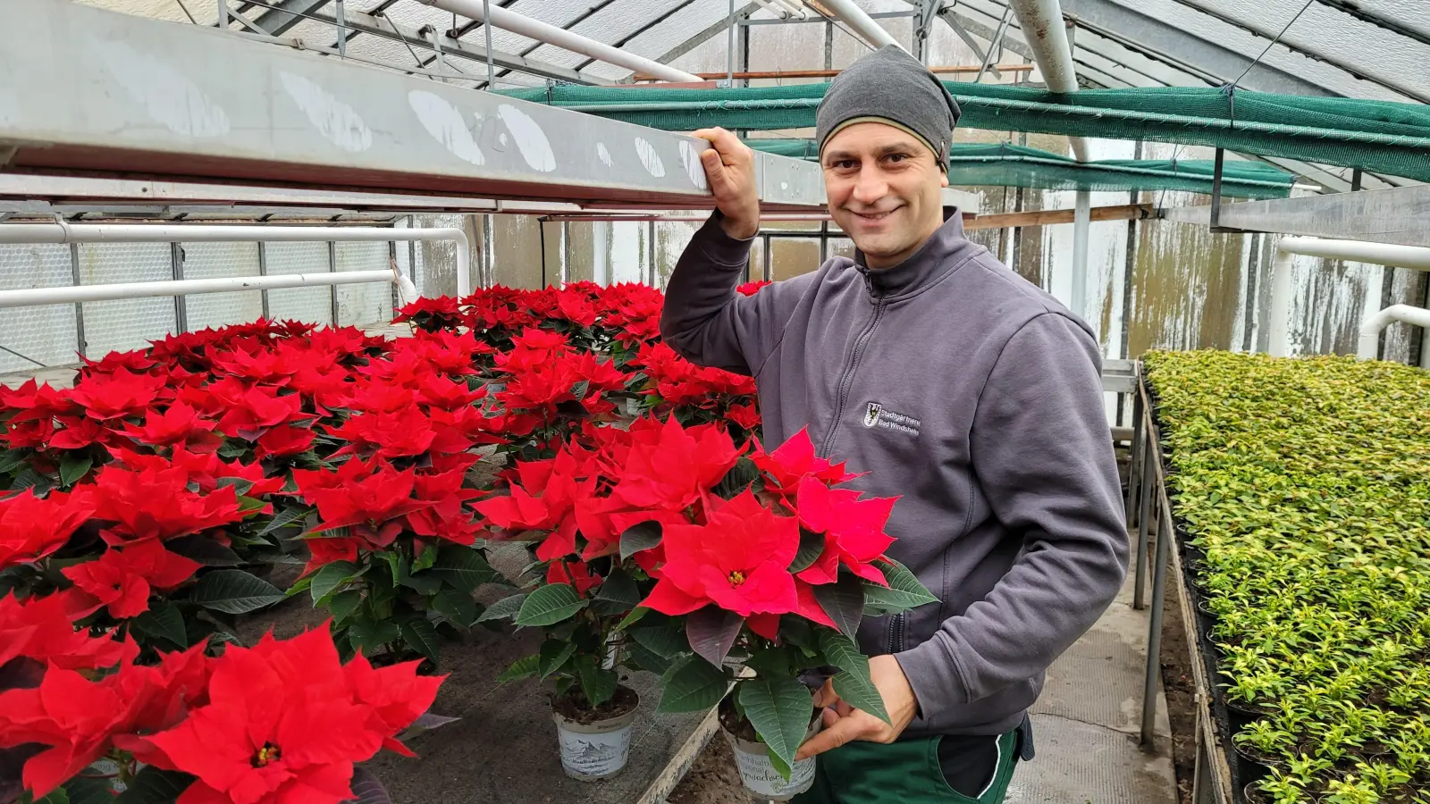 Tobias Schmidt ist Leiter der Stadtgärtnerei in Bad Windsheim. Die Weihnachtssterne, die die Kommune als Geschenke in der Adventszeit verteilte, wurden im Gewächshaus gelagert. (Foto: Nina Daebel)