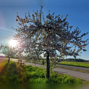 Blühender Apfelbaum - gesehen in Neuendettelsau (Foto: Georg Link)