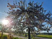Blühender Apfelbaum - gesehen in Neuendettelsau (Foto: Georg Link)