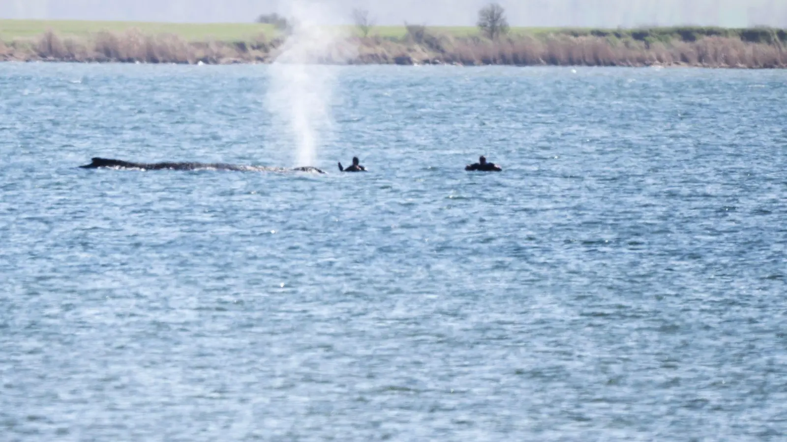 Der Buckelwal Timmy kann vermutlich nicht gerettet werden.  (Foto: Philip Dulian/dpa)