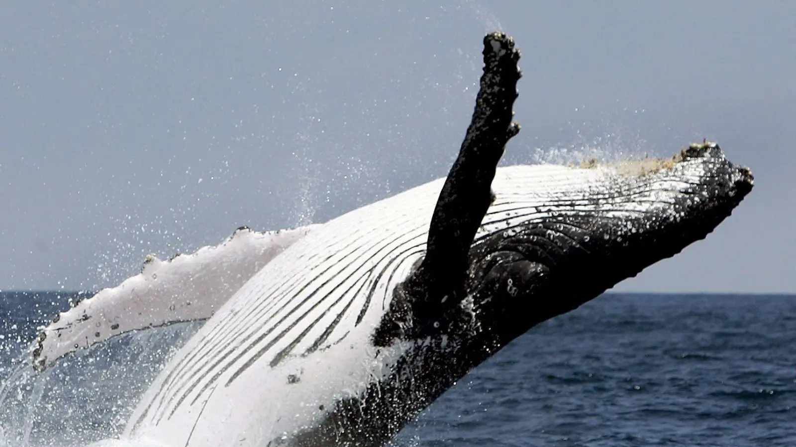 Buckelwale leben in allen Ozeanen der Welt. Normalerweise interessieren sie sich für Krill und Fische, nicht für Kajakfahrer. (Foto: Jose Jacome/epa efe/dpa)