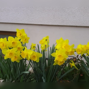 Osterglocken trotzen dem Regen - gesehen in Hechelbach (Foto: Ingrid Schwarz)