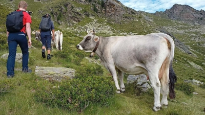Beim Wandern in den Bergen steht schon mal ein Rind auf dem Weg - mit Ruhe und etwas Abstand bleibt die Begegnung aber in guter Erinnerung. (Foto: Tom Nebe/dpa-tmn)