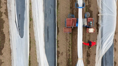 Aufgrund der milden Osterfeiertage beginnt die Spargelernte im Freistaat dieses Jahr gut eine Woche früher als 2023. (Foto: Sebastian Kahnert/dpa)