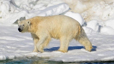 Ein Eisbär hat sich zum ersten Mal mit dem Vogelgrippe-Virus infiziert.(Archivbild) (Foto: Brian Battaile/U.S. Geological Survey/AP/dpa)