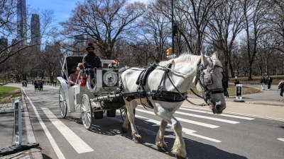 Die Kutschen rollen seit rund 150 Jahren durch den Central Park. (Archivbild) (Foto: Bianca Otero/ZUMA Press Wire/dpa)