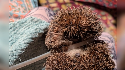 Der Igel wurde mit einem zugezogenen Kabelbinder um den Körper gefunden. Er konnte schnell wieder freigelassen werden. (Foto: Peta Deutschland)