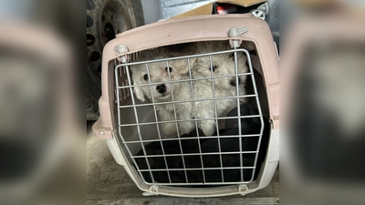 Die Tiere steckten in viel zu kleinen Boxen. (Foto: -/Hauptzollamt Augsburg/dpa)