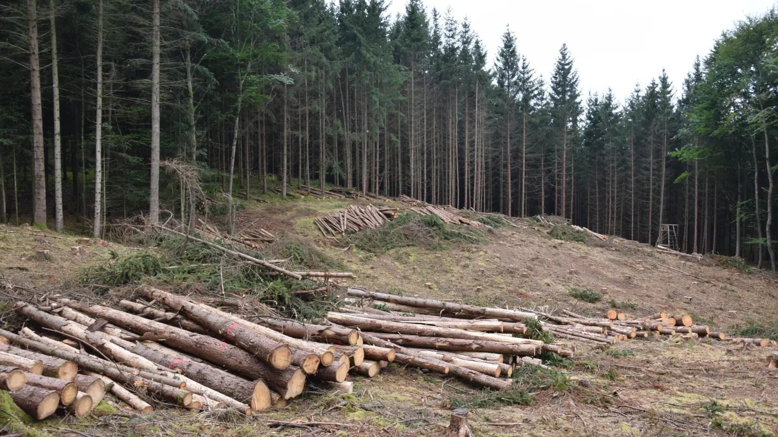 Ein trauriger Anblick für Waldliebhaber: Wo im Stadtwald früher Fichten in den Himmel ragten, ist jetzt eine kahle Stelle zu sehen. (Foto: Florian Schwab)