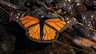 Monarchfalter wandern jedes Jahr zwischen Kanada, den USA und Mexiko. (Archivbild) (Foto: Marco Ugarte/AP/dpa)