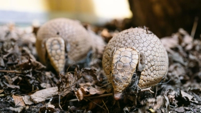 Die zwei Kugelgürteltiere Gustav und Gerlinde sind neu in die Welt der kleinen Affen im Tierpark Hellabrunn eingezogen.  (Foto: Jan Saurer/Tierpark Hellabrunn/dpa)