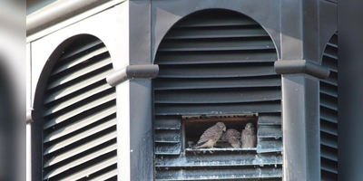 Seit Jahren existiert im großen Turm der Luitpoldschule ein Nistkasten. Dieser wird regelmäßig von Turmfalken genutzt, um ihren Nachwuchs aufzuziehen. (Foto: Jenny Weid)