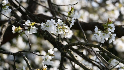 Erst am Montag soll sich die Sonne wieder zeigen. (Symbolbild) (Foto: Pia Bayer/dpa)