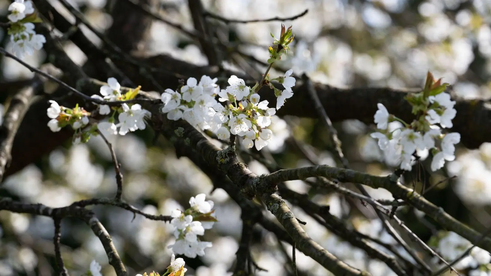 Erst am Montag soll sich die Sonne wieder zeigen. (Symbolbild) (Foto: Pia Bayer/dpa)