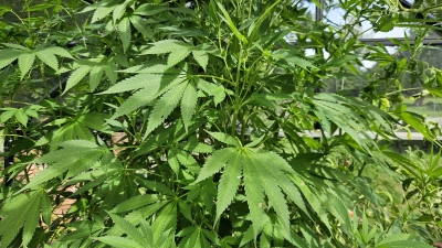 Eine 64-jährige Frau aus Ansbach besaß mehrere Cannabisprodukte, -pflanzen und -samen.  (Symbolbild: Wolfgang Grebenhof)