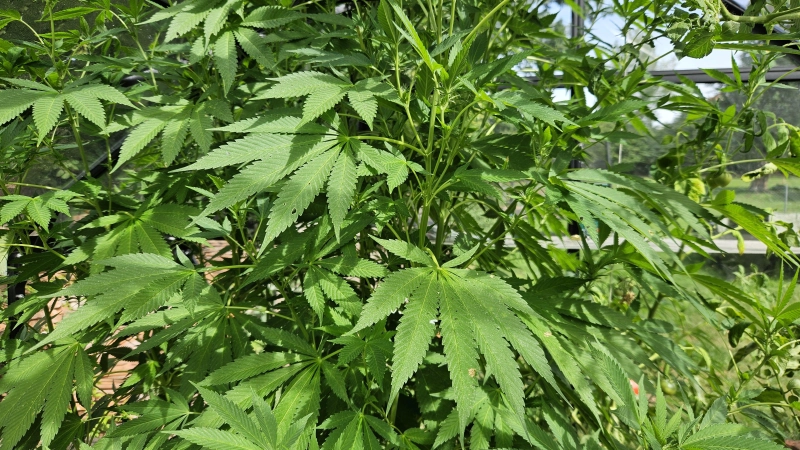 Eine 64-jährige Frau aus Ansbach besaß mehrere Cannabisprodukte, -pflanzen und -samen.  (Symbolbild: Wolfgang Grebenhof)