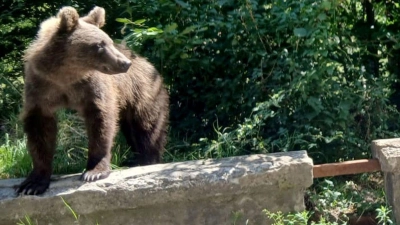 Ein Braunbär wurde bei Thiersee gesichtet. (Symbolbild)  (Foto: Kathrin Lauer/dpa)