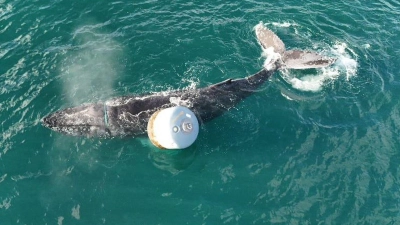 Die Notlage des Wals war am Donnerstagmorgen gemeldet worden. (Foto: Anthony Rigell/British Divers Marine Life Rescue/PA Media/dpa)