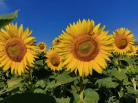 Sonnenblumen in der Morgensonne - gesehen bei Petersaurach (Foto: Georg Link)
