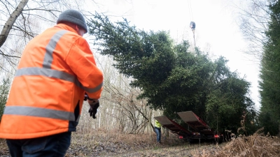 Der Weihnachtsbaum für das Bundeskanzleramt wird im Eberswalder Stadtwald auf einen Lastwagen geladen. (Foto: Sebastian Christoph Gollnow/dpa)