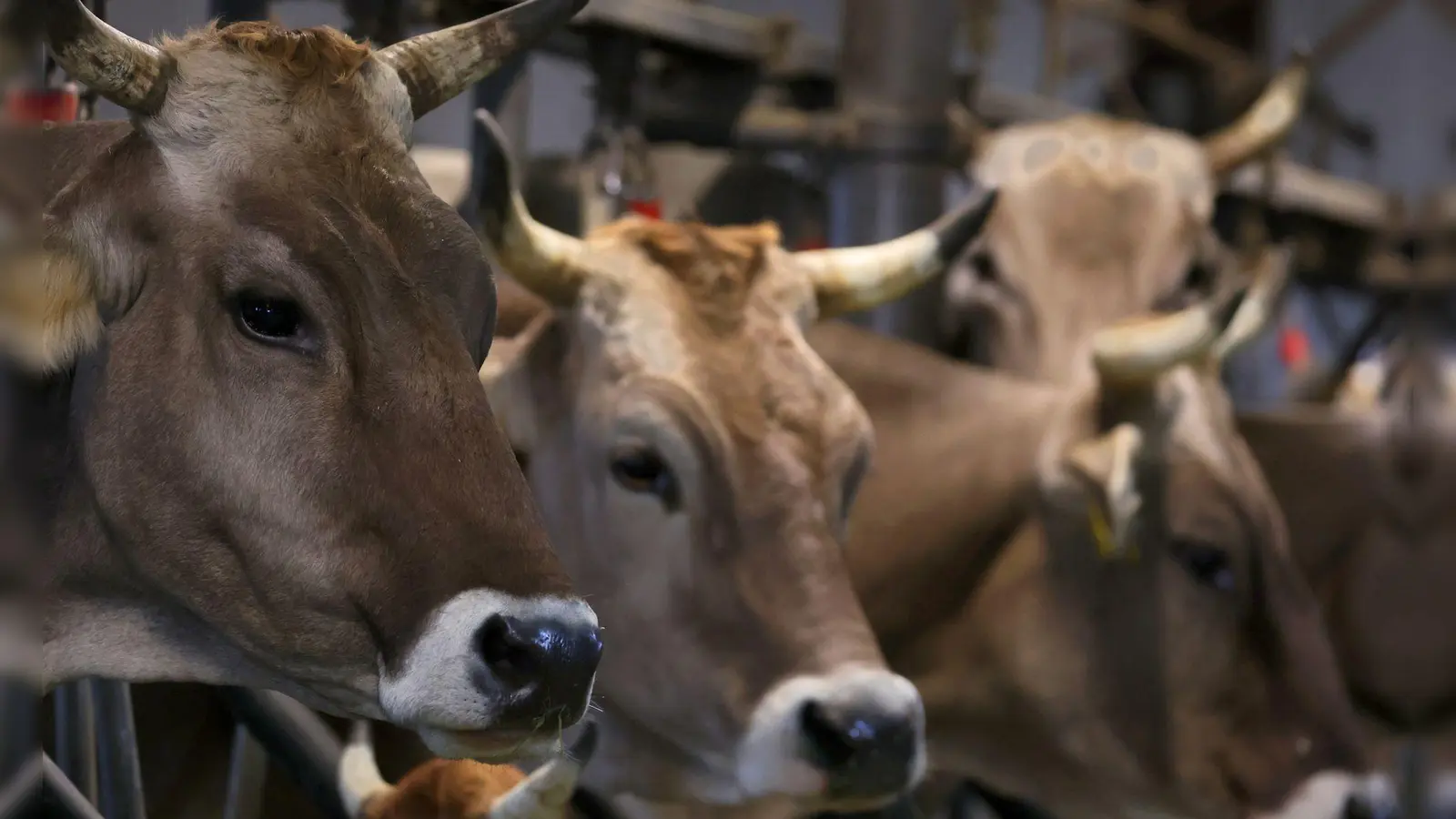 Braunvieh im Stall eines Allgäuer Bauernhofs. Die Zahl der in Bayern gehaltenen Rinder schrumpft Jahr um Jahr. (Foto: Karl-Josef Hildenbrand/dpa)