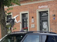 Storch sucht Landeplatz - gesehen in Gerhardshofen (Foto: Josef Kretschmer)