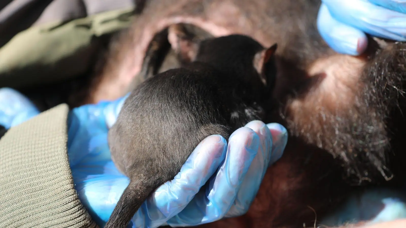 Der kleine Milo wird sein ganzes Leben in Freiheit verbringen. (Foto: -/Aussie Ark/dpa)