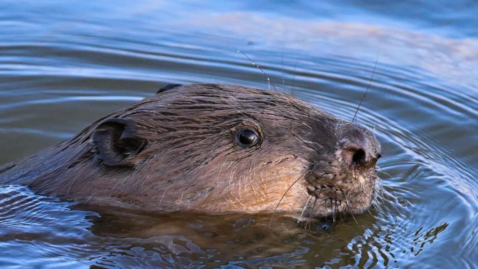 Schwimmender Castor: Die Naturschützer bitten Interessierte, auch den Biber, seine Spuren und seinen Lebensraum zu dokumentieren. (Foto: Patrick Pleul/dpa/dpa-tmn)