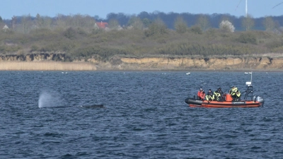 Buckelwal wurde erneut gesichtet.  (Foto: Stefan Sauer/dpa)