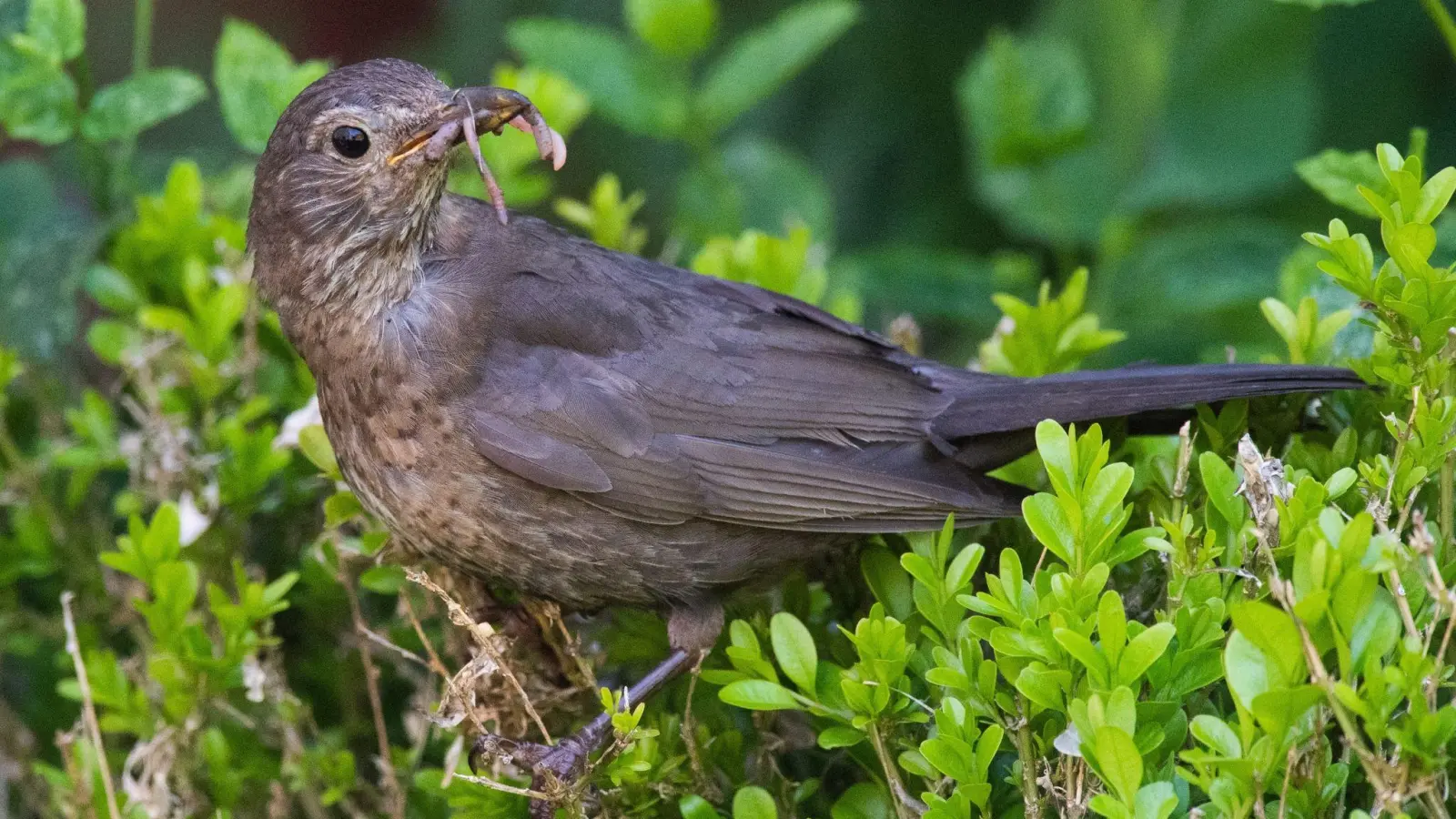 Um Vögel wie die Amsel im Frühling und Sommer zu schützen, sollten Hecken erst ab Ende Juli geschnitten werden. (Foto: Julian Stratenschulte/dpa/dpa-tmn)