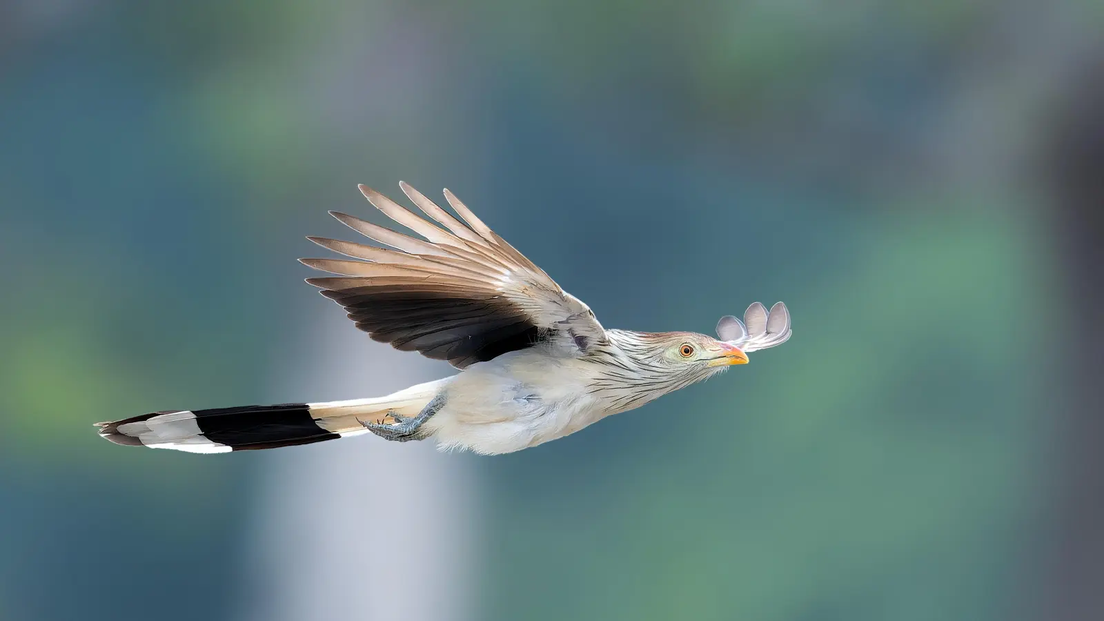 Mit dieser brillant scharfen Aufnahme von einem fliegenden Guirakuckuck gelang Josef Pfahler das Siegerfoto beim öffentlichen Wettbewerb „Bild des Jahres“. (Foto: Josef Pfahler)