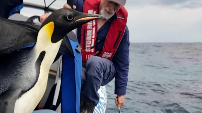 Der Kaiserpinguin ist zur Freude seiner Betreuer wieder in Freiheit (Handout). (Foto: Miles Brotherson/Department of Biodiversity, Conservation and Attractions/AP)