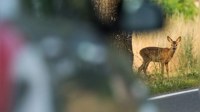 Bei einem Wildunfall wurde ein 35-jähriger Autofahrer leicht verletzt. (Symbolbild: Carsten Rehder/dpa)