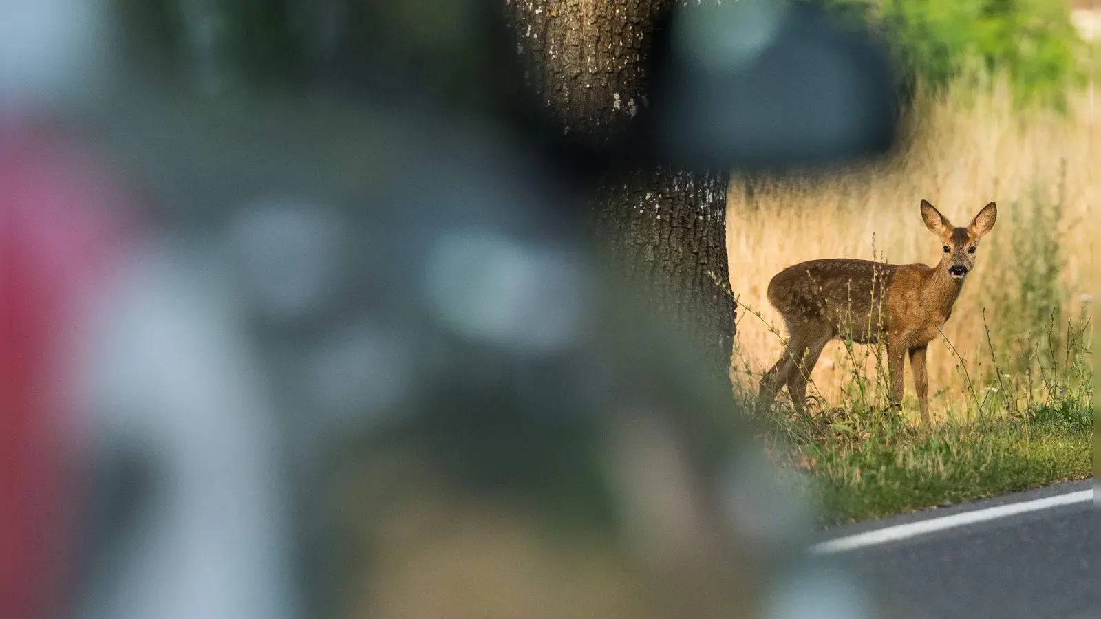 Bei einem Wildunfall wurde ein 35-jähriger Autofahrer leicht verletzt. (Symbolbild: Carsten Rehder/dpa)