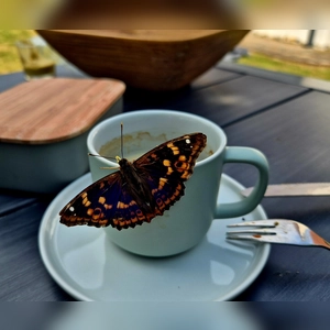 Sommergast beim Frühstück - gesehen in Ipsheim (Foto: Ernst Ripka )