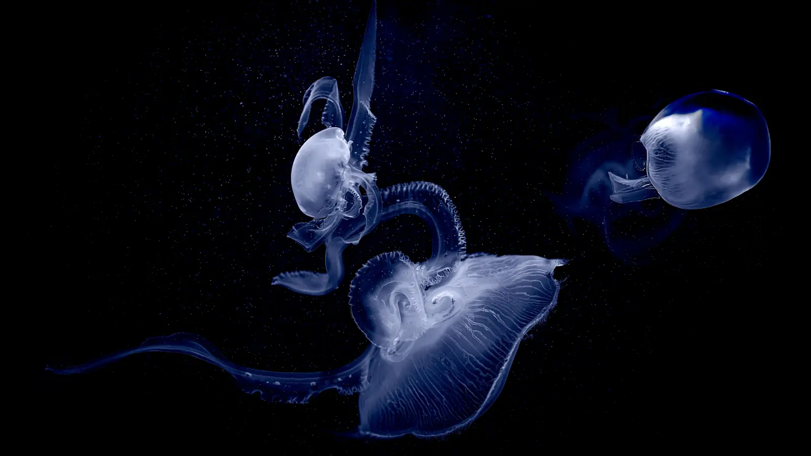 Das Bild des Jahres stammt von Rainer Adolf und zeigt Quallen im Hagenbecks Tierpark in Hamburg. (Foto: Rainer Adolf)